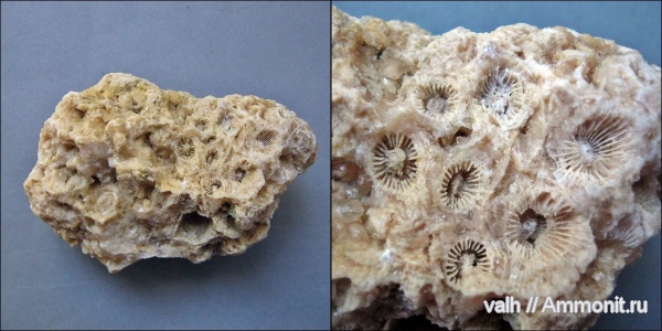 Actinocyathus, Rugosa, Actinocyathus sarytschevae