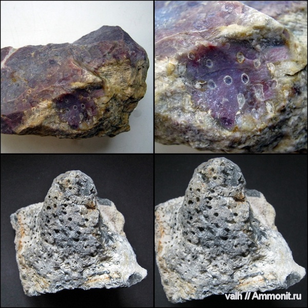 Syringopora, Tabulata