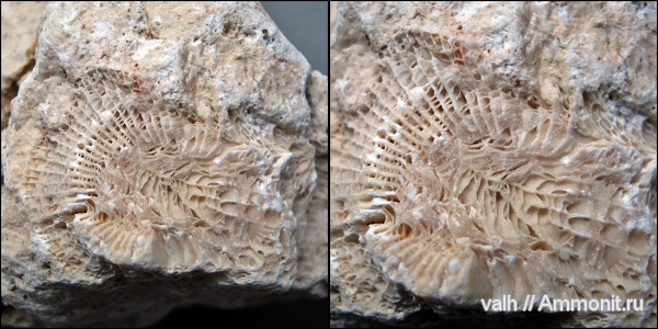 Rugosa, Dibunophyllum bipartitum