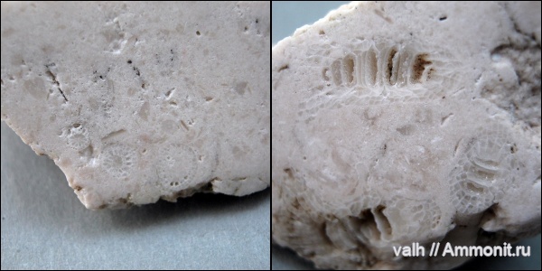 Rugosa, Diphyphyllum