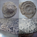 Favosites sp.