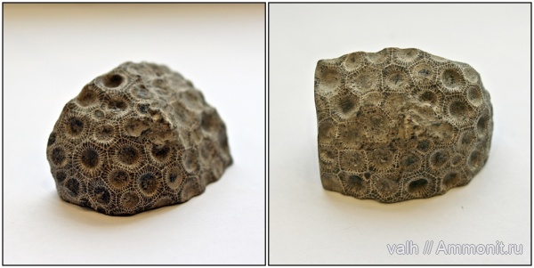 Marisastrum sedgwicki, Marisastrum