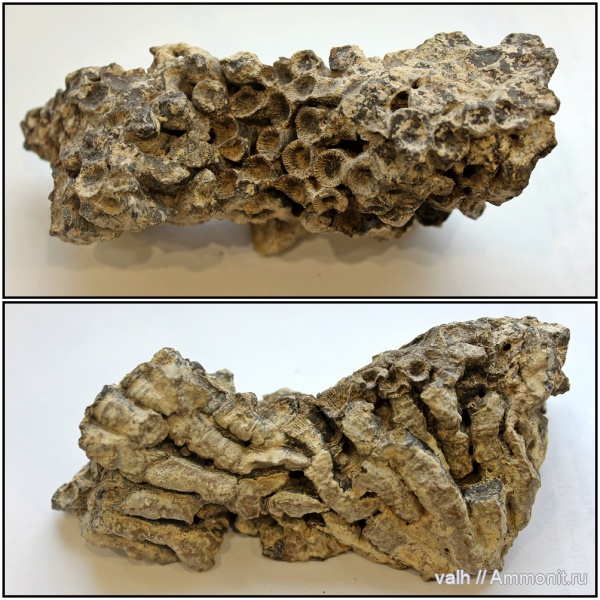 Disphyllum, Disphyllum kostetskae