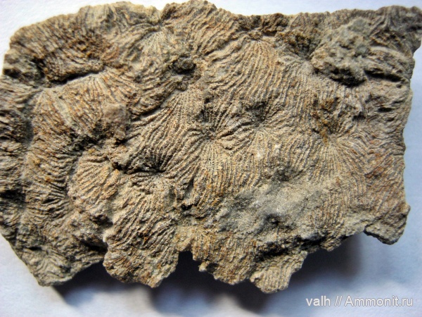 Scleractinia, Synastraea