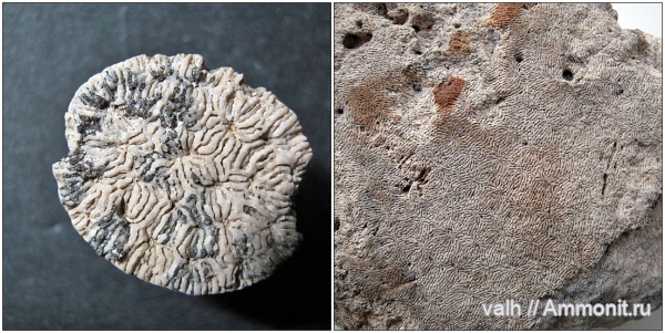 Dimorphoraea, dimorphoraea aalensis