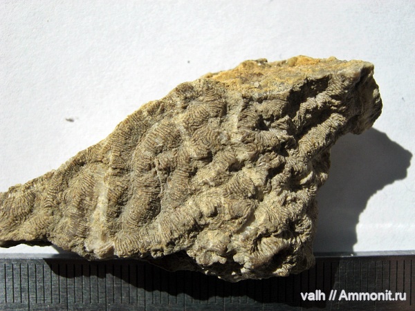 Microphyllia, microphyllia macropora