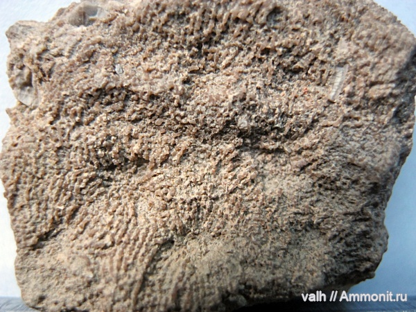 Microsolena, Microsolena agariciformis