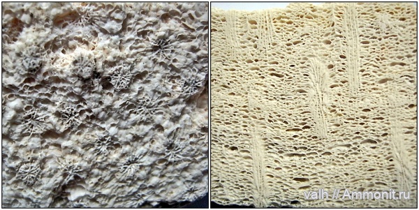 Ivanovia, cystiphora, cystiphora manchurica