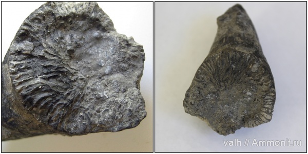 Silurian, crassilasma, crassilasma crassiseptatum