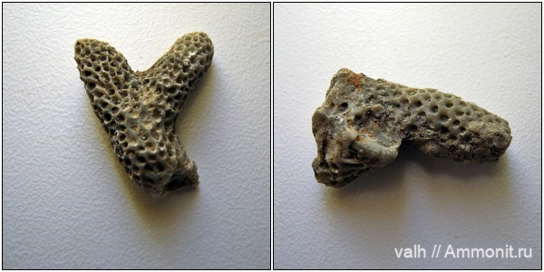 Thamnopora, thamnopora poliforata