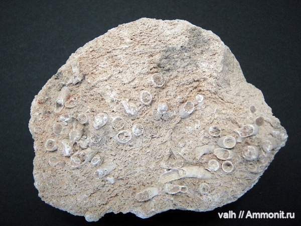 Siphonodendron, siphonodendron junceum