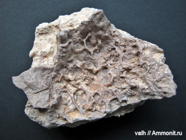 Aulopora, Stromatoporoidea
