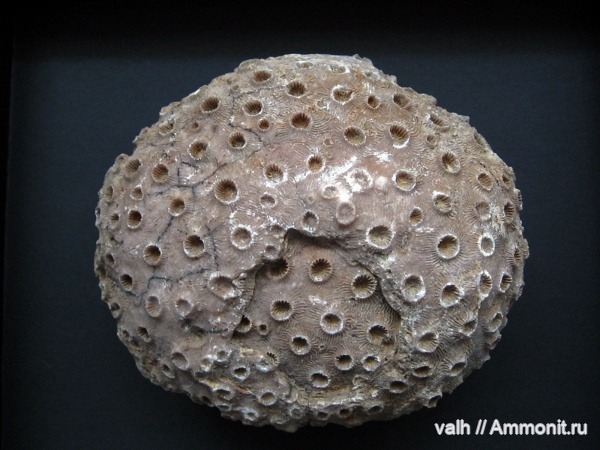 Phillipsastraea ibergense