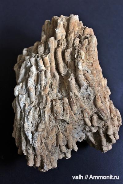 Siphonodendron, siphonodendron rossicum