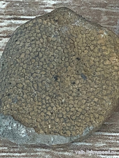 Tabulata, priscosolenia, priscosolenia prisca