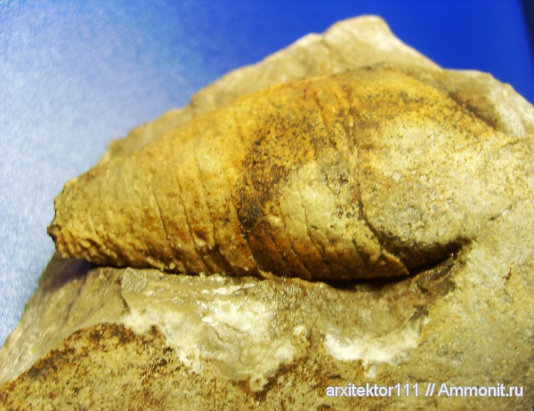 головоногие моллюски, прямораковинные головоногие, Corysoceras, Corysoceras karatauense