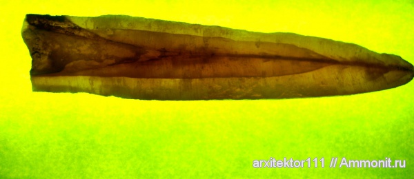 белемниты, belemnites