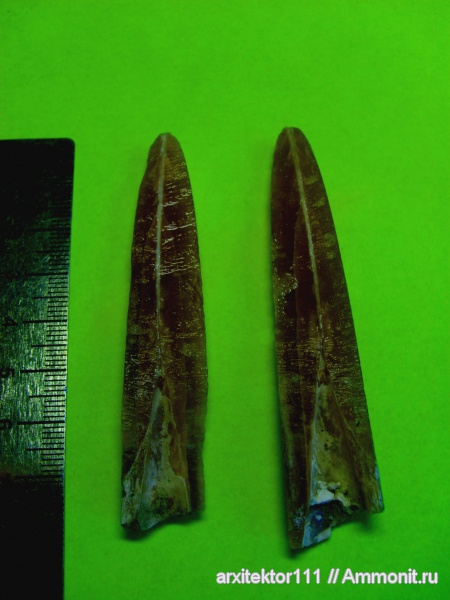 белемниты, belemnites