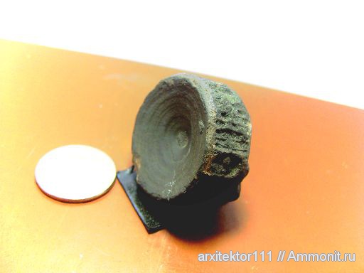 девон, рыбы, позвоночные, Devonian, Семилуки, fish