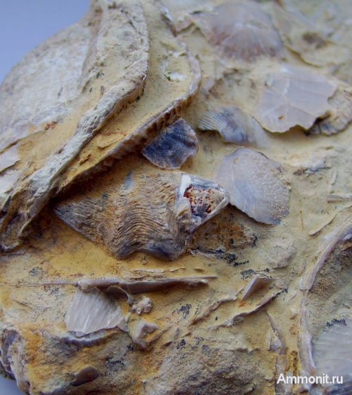 девон, Devonian, Athyridida, Anathyris, Семилуки