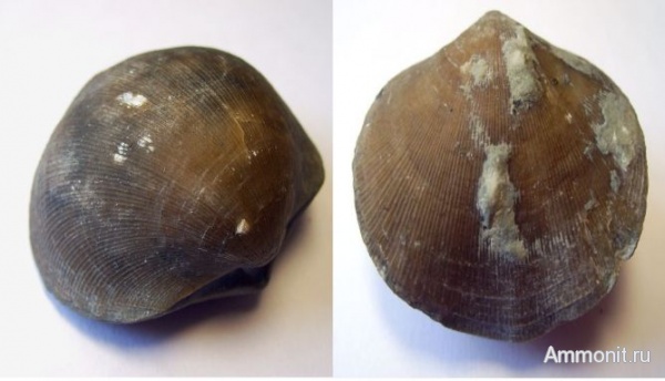 брахиоподы, девон, Devonian, Orthida, Schizophoria, Семилуки