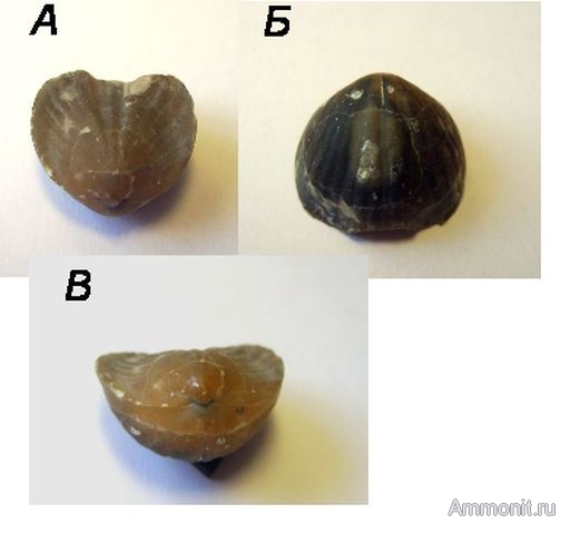 брахиоподы, девон, Devonian, беспозвоночные, Семилуки