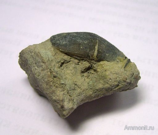 брахиоподы, девон, Devonian