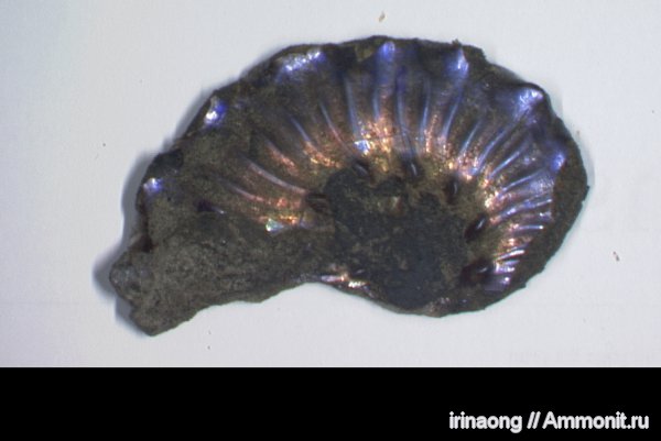 находка при бурении керна