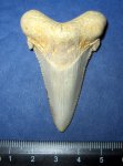 Зуб акулы Carcharocles sokolovi (Jaekel, 1895)   (2)