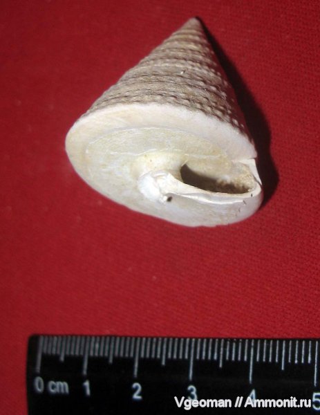 Calliostoma, Gastropoda, Рыбальский карьер, мандрыковские слои