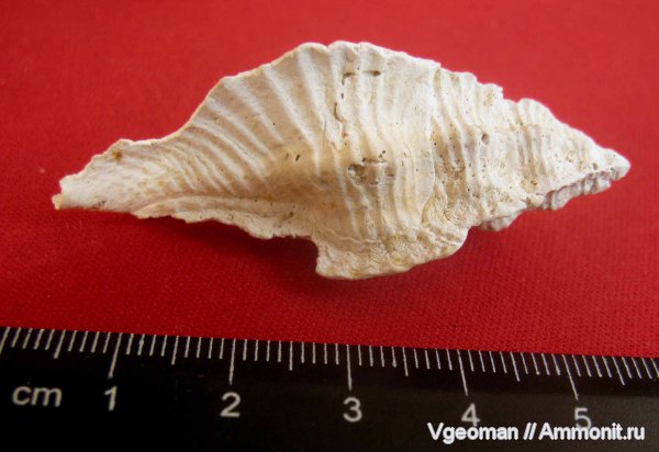 эоцен, Murex, Рыбальский карьер, мандрыковские слои, Manyuk