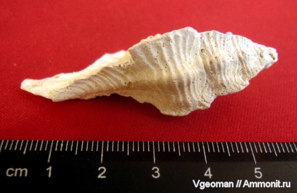 эоцен, Murex, мандрыковская фауна, Рыбальский карьер, Manyuk