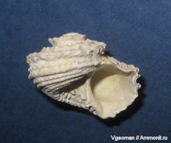 гастроподы, Рыбальский карьер, мандрыковские слои, Angaria