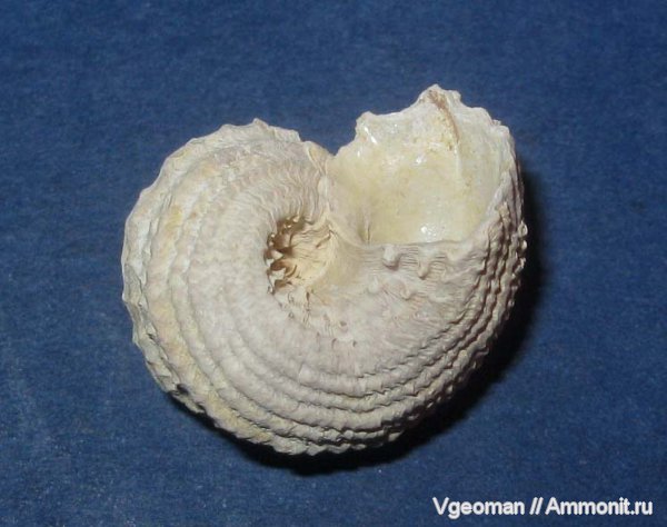 гастроподы, Рыбальский карьер, мандрыковские слои, приабон, Angaria