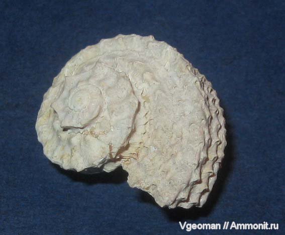 гастроподы, Рыбальский карьер, мандрыковские слои, приабон, Angaria