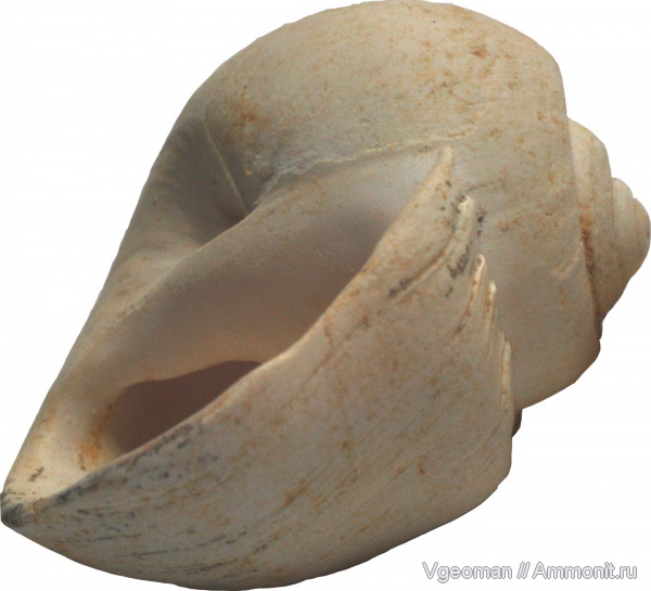 Gastropoda, верхний эоцен, Ampullina, Upper Eocene