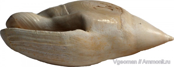 бартон, Парижский бассейн, Ancilla