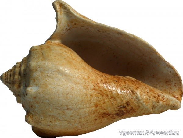 Athleta, Manyuk, Eocene, Paris basin, barton