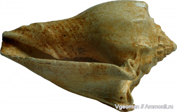 Athleta, Manyuk, Eocene, Paris basin, barton