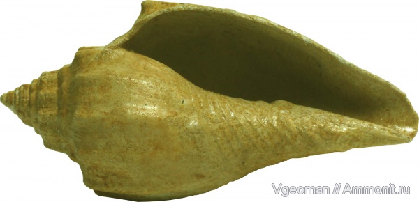 Athleta, Manyuk, Eocene, Paris basin, barton