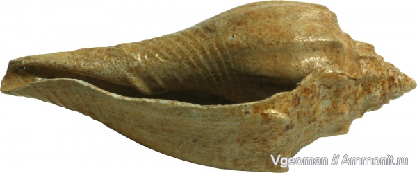 Athleta, Manyuk, Eocene, Paris basin, barton