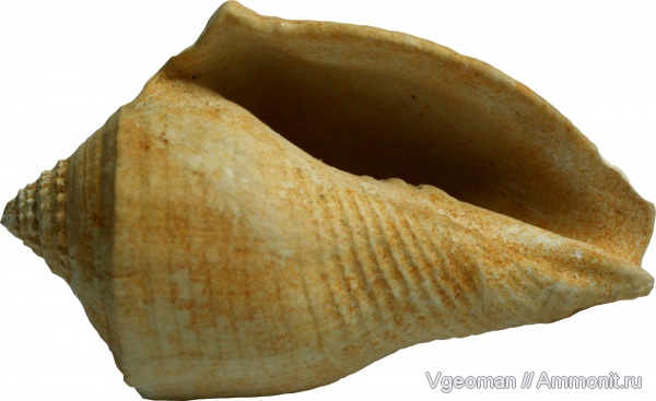 Athleta, Manyuk, Eocene, Paris basin, barton