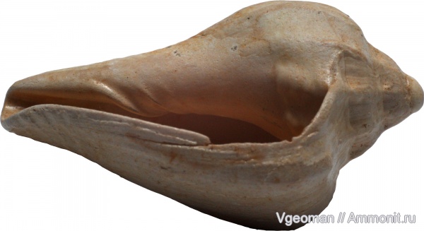 Athleta, Manyuk, Paris basin, barton