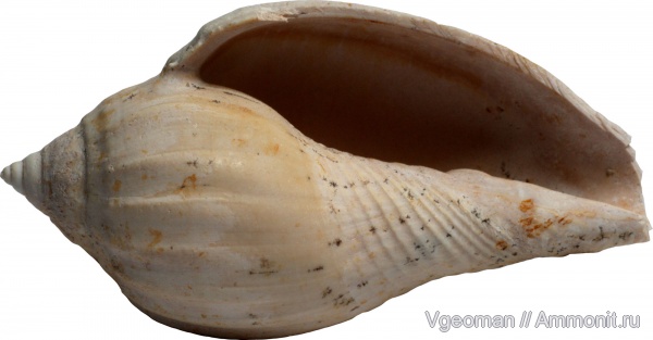 Manyuk, Paris basin, barton, Athleta mutata