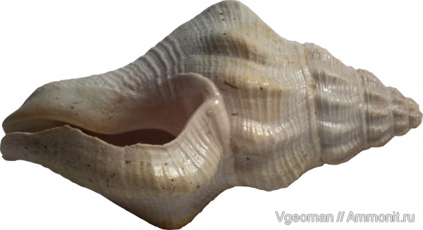 Manyuk, Eocene, Paris basin, barton, Cantharus