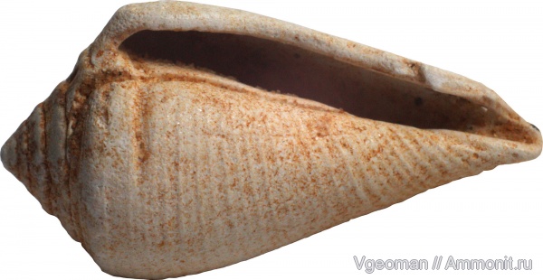 Conus, Eocene, Paris basin, barton