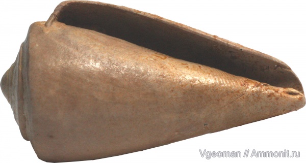 Conus, Eocene, barton