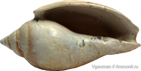 Eocene, Paris basin, barton, Cryptochorda