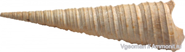 Haustator, Eocene, Paris basin, barton