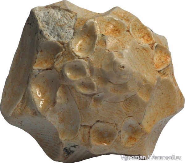 Xenophora, Eocene, barton, Xenophora crispa